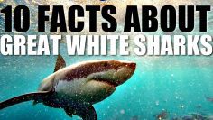 10 Facts About Great White Sharks