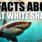 10 Facts About Great White Sharks