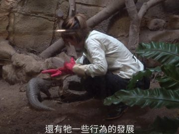 世界上最難養活的動物之一，台灣如何救傷穿山甲？