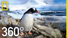 360° Antarctica – Journey Through The Ice | National Geographic