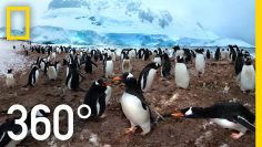 360° Antarctica – Unexpected Snow | National Geographic