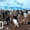 360° Antarctica – Unexpected Snow | National Geographic