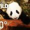 360° Baby Pandas | Nat Geo WILD