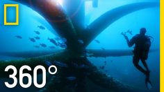 360° Dive Through an Oil Rig Ecosystem | National Geographic