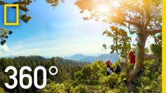 360° Giant Sequoias on a Changing Planet – Part 2 | National Geographic