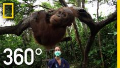 360° Orangutan School | National Geographic