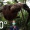 360° Orangutan School | National Geographic