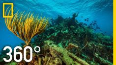 360° Underwater National Park | National Geographic