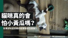 貓咪真的會怕小黃瓜嗎？如果想知道答案答案的話實驗該怎麼做？｜科學大爆炸EP.18