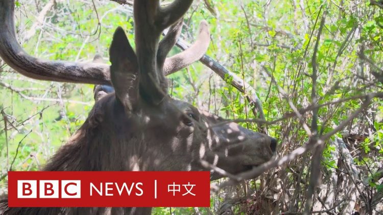 聖誕老人的最佳「拍檔」 拯救吉爾吉斯斯坦最後的馴鹿－ BBC News 中文