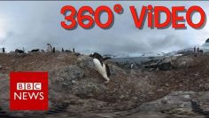 Antarctic Penguins  (360 video) – BBC News