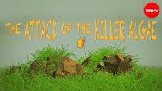 Attack of the killer algae – Eric Noel Muñoz