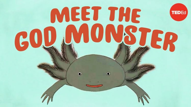 Axolotls: The salamanders that snack on each other (but dont die) – Luis Zambrano