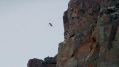 Baby Chick Jumps Off Cliff | Life Story | 英国广播公司地球