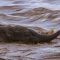 Baby Elephants Swept Away from Mother in the River | BBC Earth