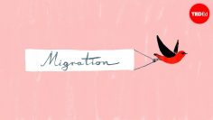 Bird migration, a perilous journey – Alyssa Klavans