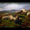 Bonheur, Sheep in the Highlands