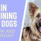 Brain Training For Dogs Review & Book (PDF) Download