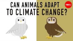 Can wildlife adapt to climate change? – Erin Eastwood