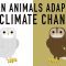 Can wildlife adapt to climate change? – Erin Eastwood