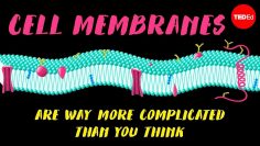 Cell membranes are way more complicated than you think – Nazzy Pakpour