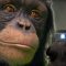 Chimp vs Human! | Memory Test | BBC Earth