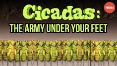 Cicadas: The dormant army beneath your feet – 玫瑰伊芙蕾絲