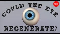 Could a blind eye regenerate? – David Davila