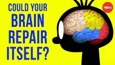 Could your brain repair itself? – Ralitsa Petrova