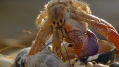 Crabs Trade Shells in the Strangest Way | 英国广播公司地球