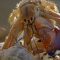 Crabs Trade Shells in the Strangest Way | BBC Earth