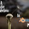 Create Realistic Dandelion – Blender Cycles Tutorial Part 2