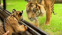 Cubs Meet Adult Tiger for the First Time | Tigers About The House | 英国广播公司地球