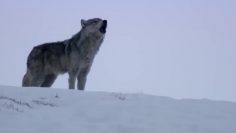 Daughter Wolf Sneaks Away to Mate with Outcast Male | 英国广播公司地球