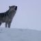 Daughter Wolf Sneaks Away to Mate with Outcast Male | BBC Earth