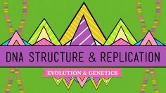 DNA Structure and Replication: 速成課程生物學 #10