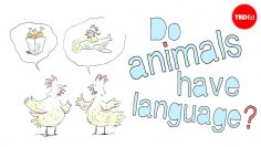 Do animals have language? – Michele Bishop