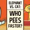 Do larger animals take longer to pee? – David L. Hu