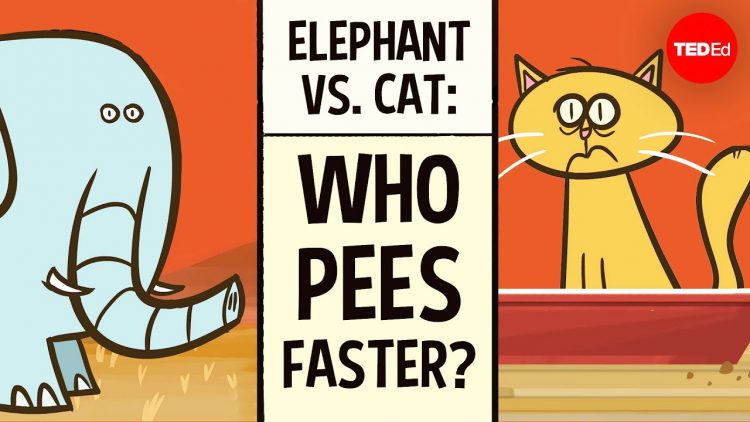 Do larger animals take longer to pee? – David L. Hu