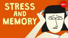 Does stress affect your memory? – Elizabeth Cox