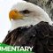 Eagles: The Kings of the Sky | Free Documentary Nature