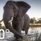 Elephant Encounter in 360 – Ep. 2 | The Okavango Experience