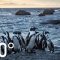 Endangered Penguins of South Africa – 360 | National Geographic