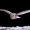 Experiment! How Does An Owl Fly So Silently? | Super Powered Owls | BBC