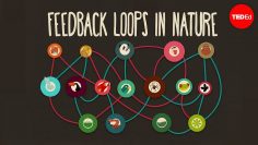 Feedback loops: How nature gets its rhythms – Anje-Margriet Neutel