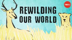 From the top of the food chain down: Rewilding our world – George Monbiot