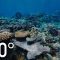 Grandpa’s Reef – 360 | National Geographic