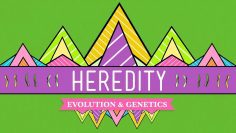 Heredity: Crash Course Biology #9