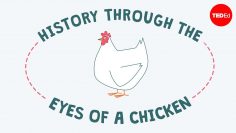 History through the eyes of a chicken – Chris A. Kniesly