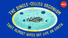 How a single-celled organism almost wiped out life on Earth – Anusuya Willis